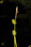 Sulphur sedge